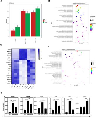 Arbutin Protects Retinal Pigment Epithelium Against Oxidative Stress by Modulating SIRT1/FOXO3a/PGC-1α/β Pathway